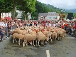 transhumance2