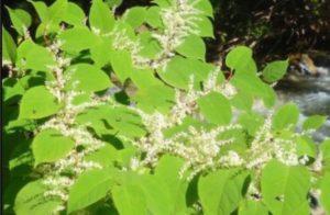 CONSERVATOIRE BOTANIQUE 2