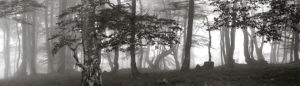 ZIGOR silences_3