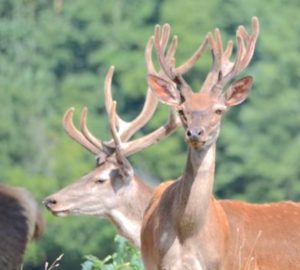 ferme-aux-cerfs