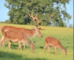 ferme-aux-cerfs-5