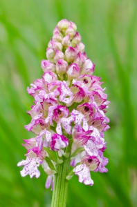 BEARN orchidées 1