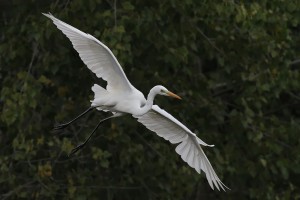 landes aigrette adour