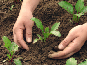 woman hands earthing beetroot sprouts closeup