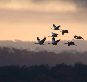 LANDES GRUES