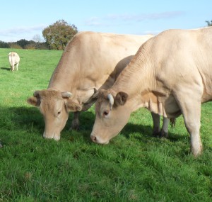 CELPA BLONDE AQUITAINE