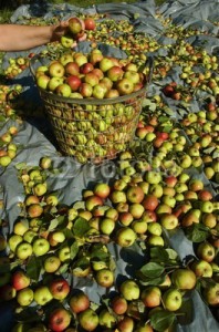 CIDRE SUD PAYS BASQUE 4