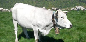 E-PASTO VACHE