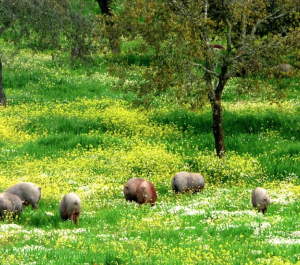 JAMBON IBAIAMA PORCS