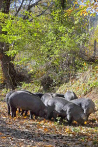 porc2