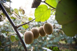 kiwi2