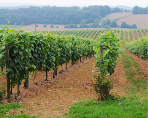vigne gruissan