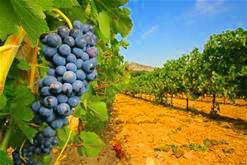 vigne1