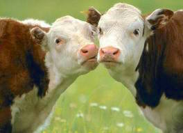 christianlaborde2vaches