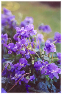 violette1