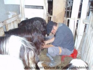 chevre2lactation