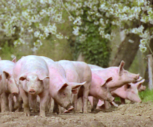 COCHON 2