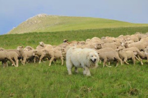 pastoralisme1
