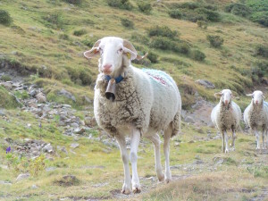 pastoralisme4