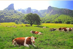 auvergne