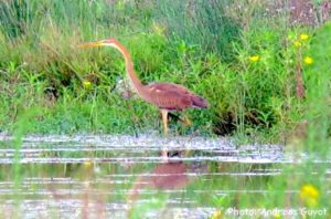 saligue-aux-oiseaux-2