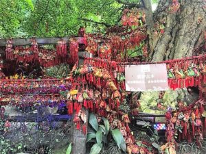 Le bazar de Chengdu : arbre à souhaits